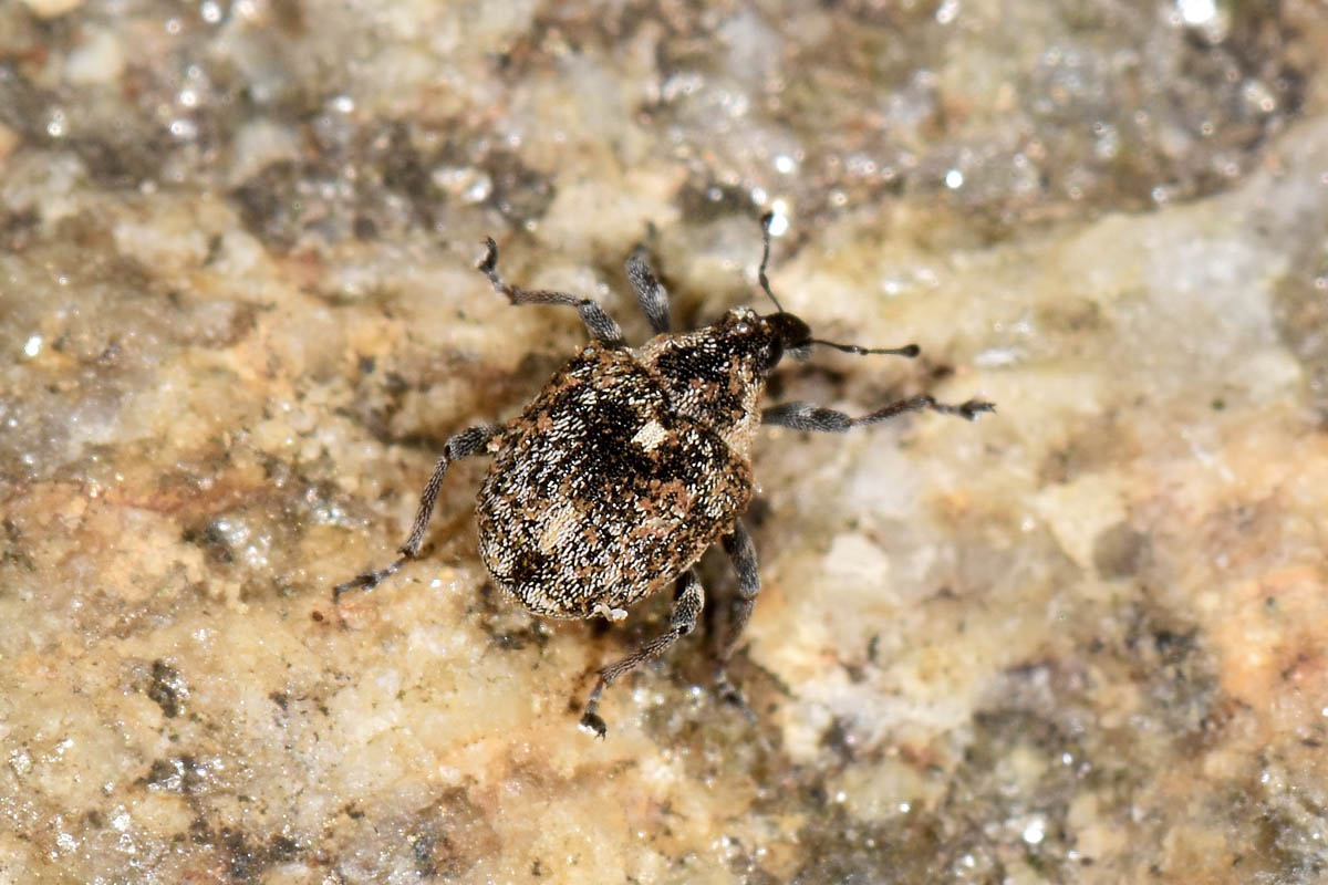 Curculionidae:  Rhinoncus sp.?    No, Neophytobius granatus